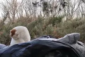 阳了之后真的很难受，浑身痉挛一样的疼，这个东西我看没有可预防