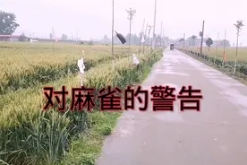 麻雀该不该保护？它的天敌是什么？视频封面