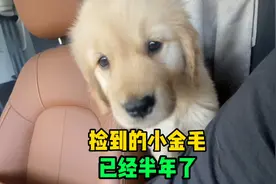 捡到的小金毛狗崽，半年过去了，长了五十多斤！