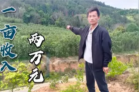 大爷种植40亩，市场上供不应求的中药材，每亩收入20000元视频封面