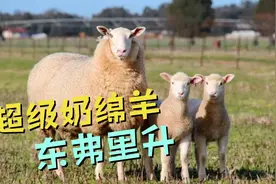 我们平时认识的都是奶山羊，今天我们一起来认识奶绵羊视频封面