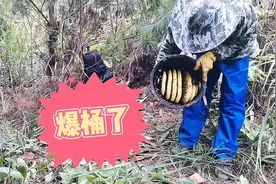 诱蜂桶诱来的强群，不到一个月就爆桶了！赶紧收回去过箱