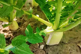 萝卜剪叶子的最佳时机，促进根部膨大，产量高，还好吃视频封面