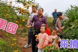 闲暇时间，带着三个娃去果园自己动手采摘，享受亲子时光！视频封面