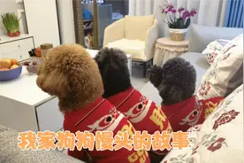 红茶姐分享养狗狗的经历和馒头的故事视频封面