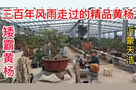 三百年的矮霸黄杨，近四代盆景人的掌上明珠，年工清晰可见精品！视频封面