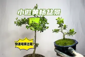 小微黄杨盆景如何快速培养成型？方法简单易学！新手赶紧看看视频封面
