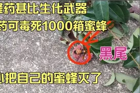 胡蜂药甚此生化武器，1克药可毒死1000箱蜜蜂，使用小心自己蜜蜂视频封面