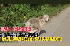 一只流浪狗被饿的皮包骨 浑身发抖，人接近时它的举动让人心疼视频封面