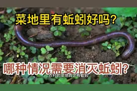 菜地里没有蚯蚓是好事吗？哪种情况下需要消灭蚯蚓？视频封面
