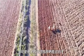 狗和兔子的速度之战，兔子神一样的走位，让两只狗差点气吐血视频封面
