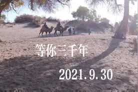 额济纳胡杨林  等你三千年视频封面