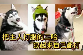 靠武力值把主人打服了的二哈，能动手绝不吵吵，狠起来连自己都打视频封面