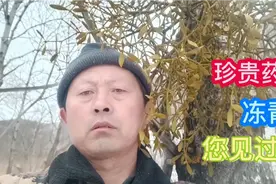 长在树上的药材——冬青，您见到过吗？看看有什么药用价值视频封面