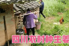 四川农村种生姜过程，我爸生病脏活累活妈妈一个人全部承担，心疼视频封面