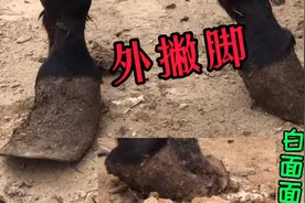 毛驴走路外撇脚，蹄向下长一边内卷一边外翻，一刀切出满地白面面视频封面