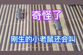 母老鼠到我被子生仔，老鼠胆子真大视频封面