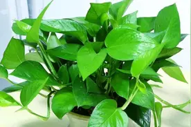原来大蒜是绿萝最好的肥料，教你用大蒜养绿萝，叶片绿油油视频封面