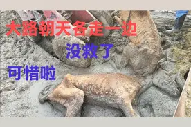 昨天晚上卸的马，有两个身体弱的躺在泥坑里起不来了用铲车救援
