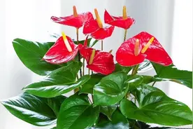 红掌不红，变绿，或不开花，为什么？该怎么办？看完涨知识了视频封面