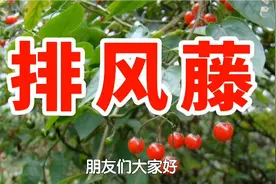 农村一种野生植物名叫排风藤，又称排白毛藤，用处多价值高请珍惜视频封面