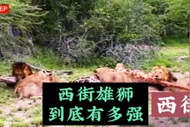 坏男孩联盟父辈到底有多强，暮年西街雄狮既然可以击倒成年长颈鹿视频封面