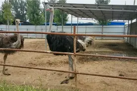 农村小伙养20只鸵鸟，投入160000元，一年有多少利润？视频封面