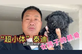 “超小体”黑色泰迪，女孩子的最爱，成年后体重不会超过3斤视频封面