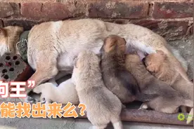 一窝狗里面有一只是“狗王”，你能把它找出来么视频封面