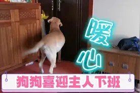 一天不见，狗狗门口喜迎主人下班，实在太暖心啦，真像小孩子一样视频封面