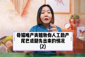 母猫难产，尾巴或腿先出来的情况，爽姐教你人工助产！视频封面