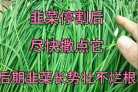 韭菜啥时间停割最好？停割后尽快撒点东西，后期韭菜长势壮不烂根视频封面