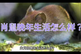 生肖鼠晚年生活怎么样？视频封面