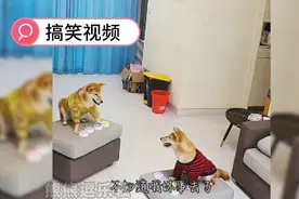 两只狗狗的按键对话，真的很人性化主人看到后，动物绝了视频封面