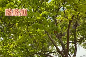 身边的草药（357），路路通，祛风活络利水通经的草药