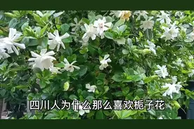 四川人为什么那么喜欢栀子花？视频封面
