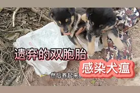 一对被遗弃的双胞胎小奶狗， 命运坎坷，感染犬瘟可怜的娃视频封面