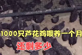 夫妻俩第一次养芦花鸡，网友担心是不是失败，1000只如今还剩多少视频封面