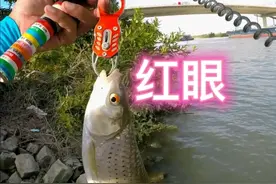 赤眼鳟（红眼）视频封面