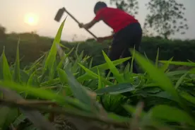 香港若曦大舅河边找28元一斤鬼灯笼繁殖，果实是美味植株是良药视频封面