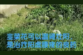 韭菜花可以温肾壮阳，是治疗阳虚腰疼的良药视频封面