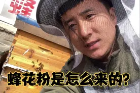 蜂花粉是怎么来的你知道吗？#哇哦，我要上热门