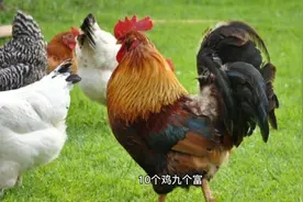 10个鸡九个富？哪四年出生的生肖鸡，福气满满，事业有成！视频封面
