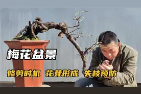 梅花盆景开花少容易失枝的原因及修剪方法视频封面