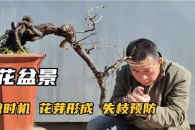 梅花盆景开花少容易失枝的原因及修剪方法视频封面