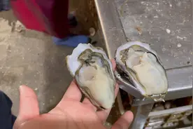 外面十几块一只的生蚝，看看胖丫家如何清理，挑拣肥度