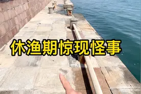 山东海边休渔期惊现怪事！有人知道这是什么物种么？能吃么？视频封面