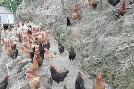 湖北崇阳与江西修水交界 1800亩山林 含三十年租金 一百万出让视频封面