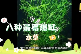 八种最易爆缸的水草视频封面