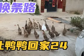 今晚咱们换条路让鸭鸭回家，看看它们能不能各回各家？视频封面
